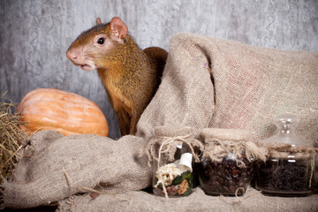 Central American agouti (Dasyprocta punctata)