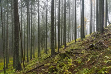 Zelfklevend Fotobehang Trees in mist © jakazvan