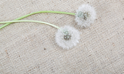 Two dandelion on the canvas.