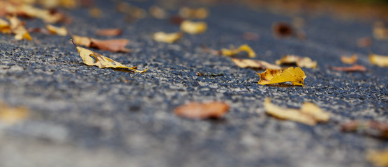 Laub auf Fahrbahn
