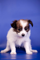 Papillon Puppy (Continental Toy Spaniel), 1 mounth old, on blue