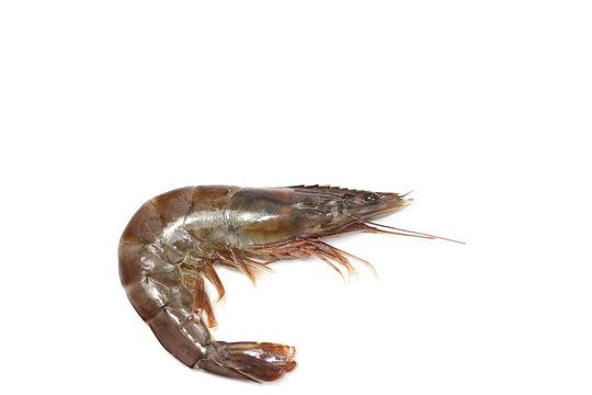 crevette