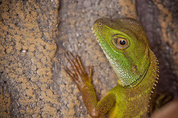 Close up of Green Lizard