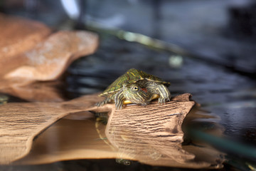 Small turtle on brown stone