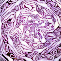 Obraz premium Rotkohl Irrgarten