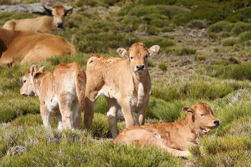 herd of calves and cows in field
