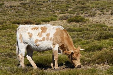 brown and white cow grazing