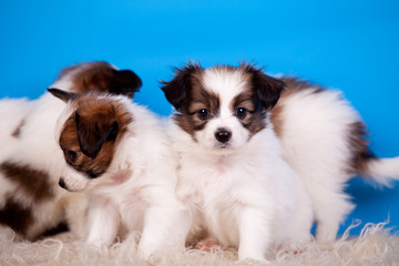 Three Papillon Puppies, (Continental Toy Spaniel) on blue