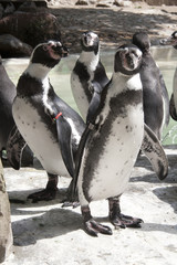 Naklejka premium Pinguins standing together in captivity