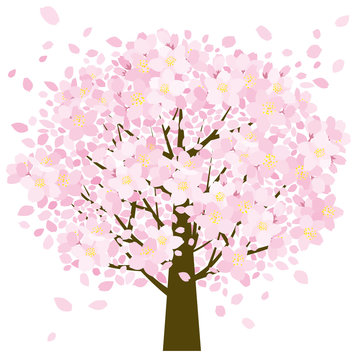 桜の樹