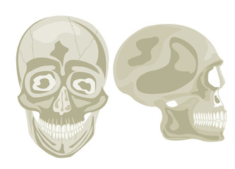 Two human skulls