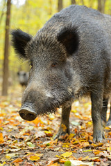 Wild pig