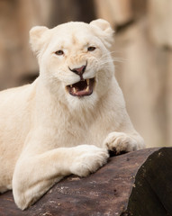 Fototapeta na wymiar Biały lew afrykański
