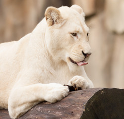 African white lion