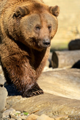 Bear