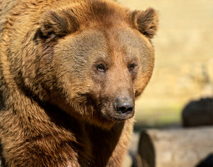 Fototapeta premium Bear