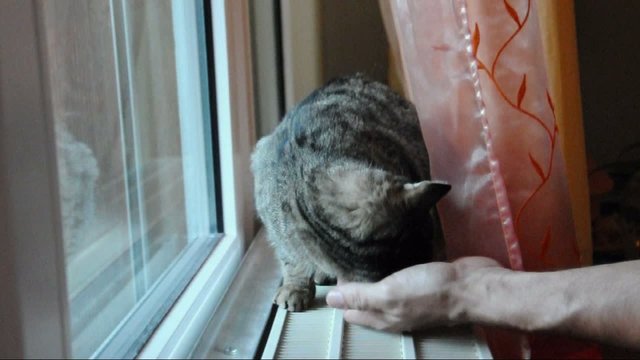 Hauskatze auf der Heizung