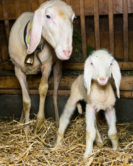 mother and baby sheep standing in barn with straw