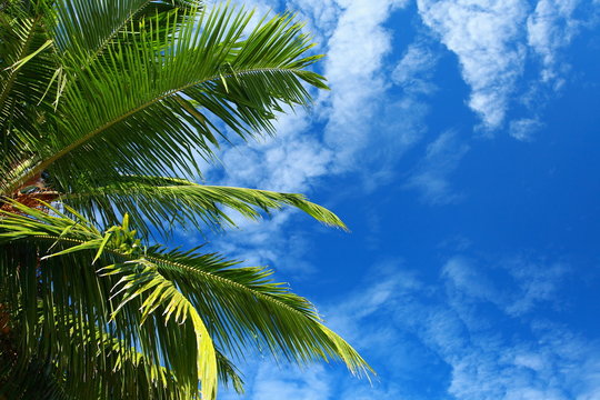 Green palm tree over blue sky in Andamans Island, India.