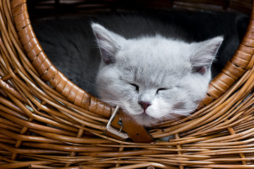 cute Kitten sleeping in a Basket