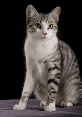 Chatte tigrée grise