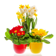 colorful spring primulas and narcissus in pots