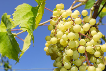 Grapes in a vineyard in Italy