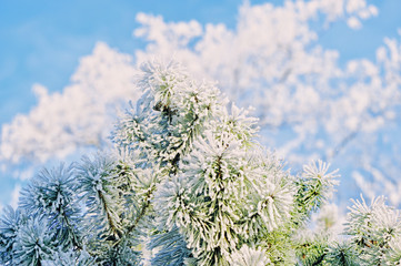 Snowy Branch