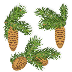 Fir pine cones