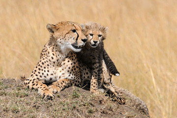 Gepardin mit Baby