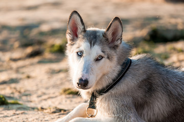 Photo of husky dog