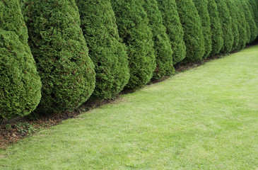 Hedge of cypress trees near the lawn