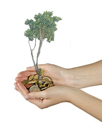 tree growng from pile of coins