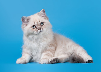 Fototapeta na wymiar mała kolor niebieski punkt british kitten na jasnoniebieskim tle