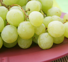 grüne Weintrauben