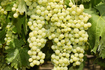 Grapes in a vineyard in Italy