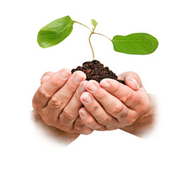 Hands with sapling