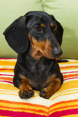 dachshund