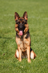 Front view of German Shepherd sitting in grass