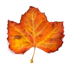 Autumn leaf isolated on white background