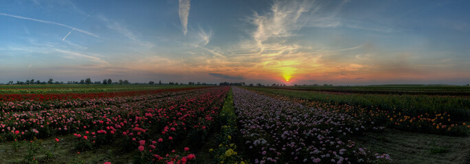 field of roses