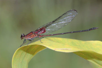 Libellula - (Hetaerina cruentata)
