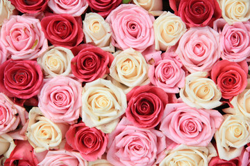White and pink roses in arrangement