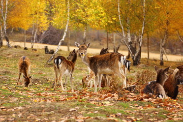 deer eating a leaf