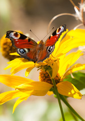 Fototapete bei efototapeten.de bestellen   