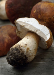 Funghi porcini - Porcini mushrooms