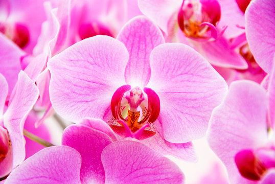 Pink bird-like orchid at Keukenhof park in Holland