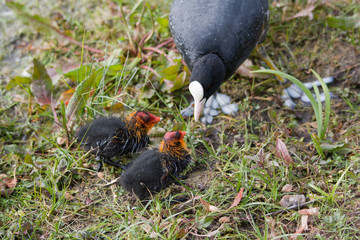 Nourrissage pour bébés foulque