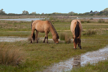 Chevaux Henson dans la prairie, Baie de Somme, Le Marquenterre, Hauts de France, France