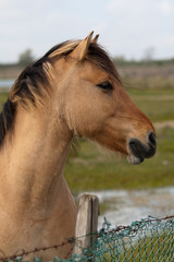 Fototapeta premium Cheval Henson, baie de Somme, Hauts de France, France